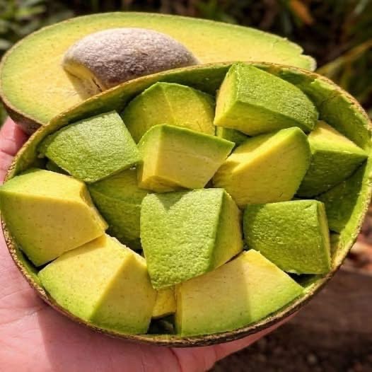 COMER AGUACATE TODOS LOS DÍAS PUEDE CAMBIAR TU ALIMENTACIÓN… PERO HAY UN DETALLE QUE MUCHOS PASAN POR ALTO
